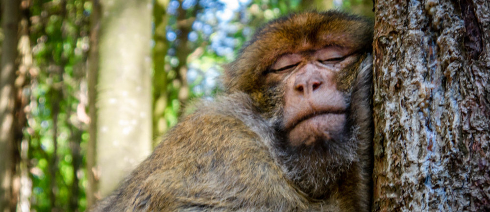 Survival of the Sleepiness, How To Cope With No Sleep - Monkey Sleeping Against a Tree
